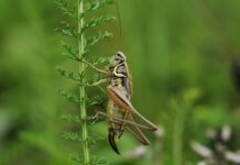 Kiedy zlecić dezynsekcję?